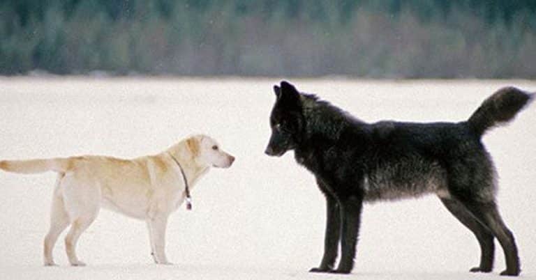 ما الفرق بين عواء الذئب والكلب - 5 أسباب لعواء الكلب ...
