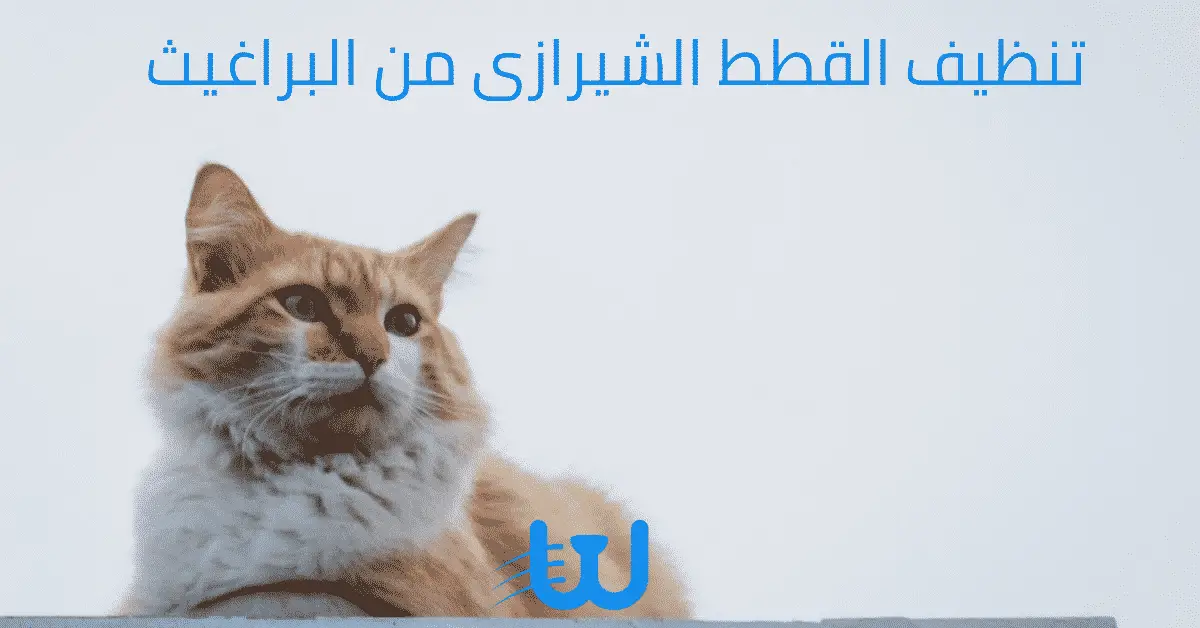تنظيف القطط الشيرازى من البراغيث في 3 خطوات whiskers egypt
