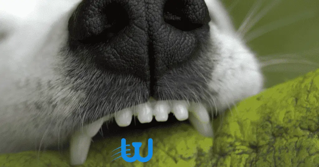 0 6 4 كيف اعرف عمر الكلب من اسنانه؟ 5 علامات واضحة 1 كيف اعرف عمر الكلب من اسنانه؟ 5 علامات واضحة