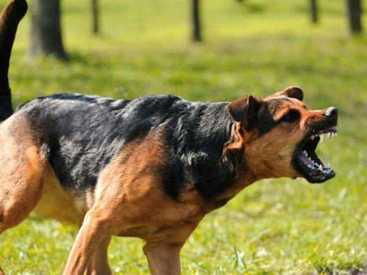 5691826 1839509730 كيفية تدريب الكلاب على الهجوم بالأمر - 5 خطوات تهمك 2 كيفية تدريب الكلاب على الهجوم بالأمر - 5 خطوات تهمك