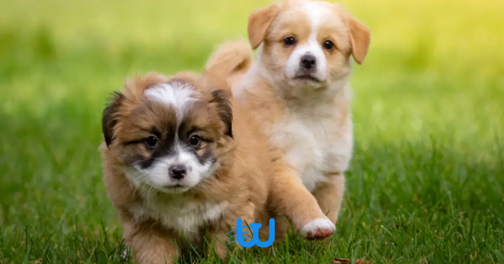 Blog Whiskers Shop 1 2 ما هو طعام الكلاب حديثي الولادة؟ 1 ما هو طعام الكلاب حديثي الولادة؟
