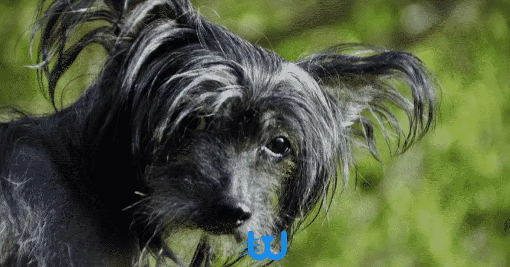 Blog Whiskers Shop 4 5 ما هي أسباب تساقط الشعر عند الكلاب؟ وما هو علاجه 1 ما هي أسباب تساقط الشعر عند الكلاب؟ وما هو علاجه