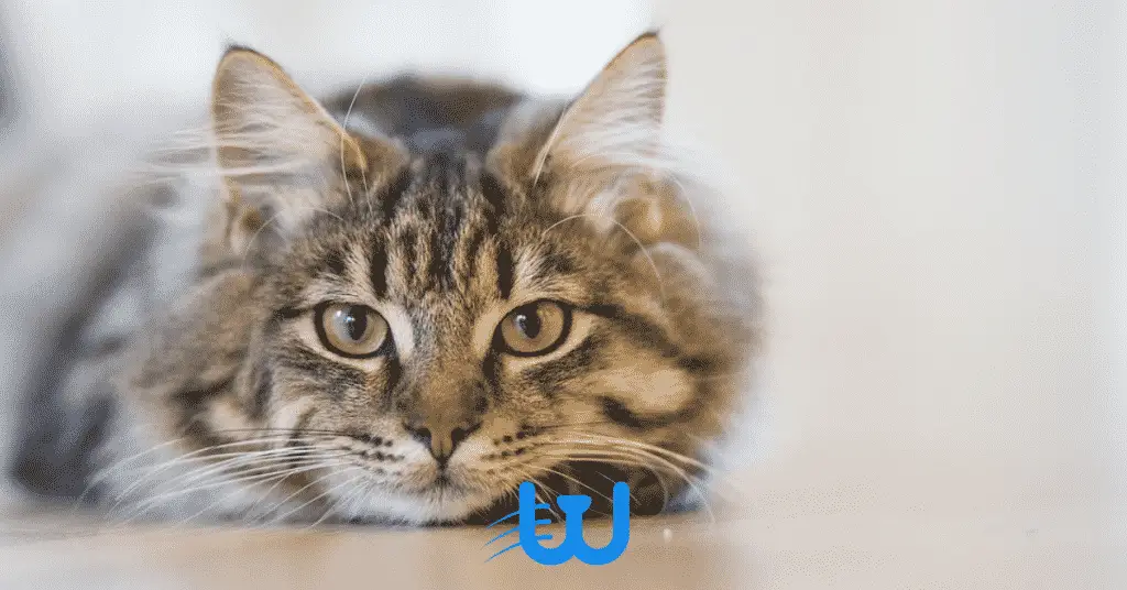 Blog Whiskers Shop 5 9 كيف تجعل القطة تسمع الكلام في 4 خطوات؟ 2 كيف تجعل القطة تسمع الكلام في 4 خطوات؟
