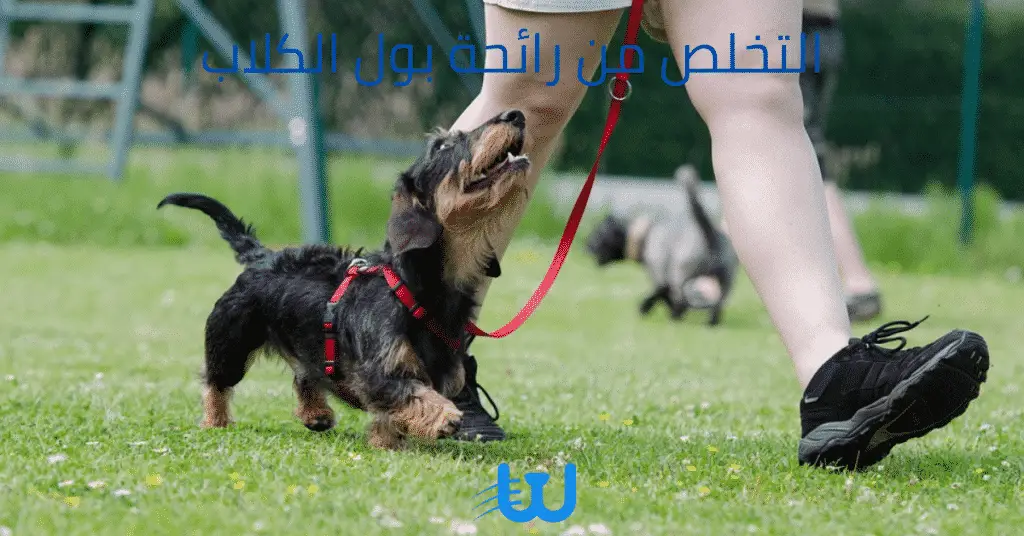 Blog Whiskers Shop 6 1 كيفية التخلص من رائحة بول الكلاب في 3 طرق بسيطة 1 كيفية التخلص من رائحة بول الكلاب في 3 طرق بسيطة