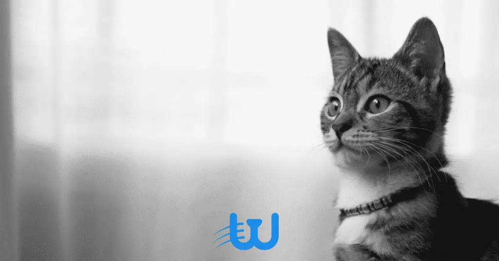 Blog Whiskers Shop 7 4 كيف تجعل القطة تسمع الكلام في 4 خطوات؟ 1 كيف تجعل القطة تسمع الكلام في 4 خطوات؟