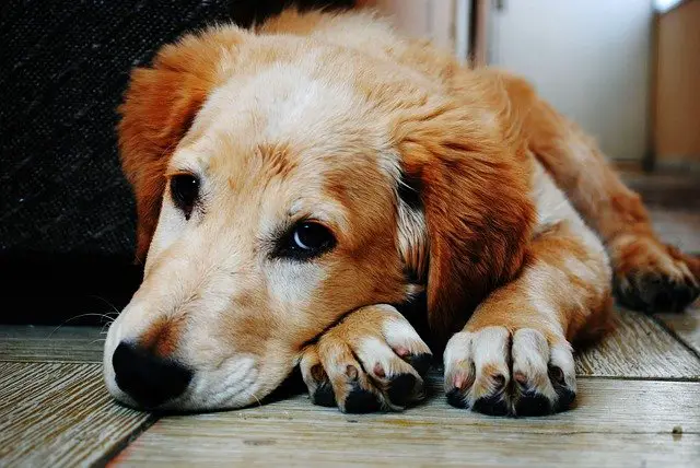 adorable 1846066 640 3 كيف يبكى الكلب - سر دموع الكلاب! 1 كيف يبكى الكلب - سر دموع الكلاب!