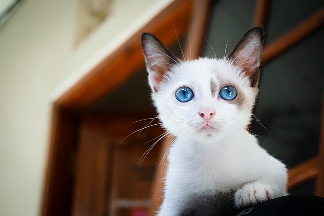 adorable 1866475 640 القطط الصغيرة بعد الولادة - متى تفتح عيون القطط؟ 5 القطط الصغيرة بعد الولادة - متى تفتح عيون القطط؟