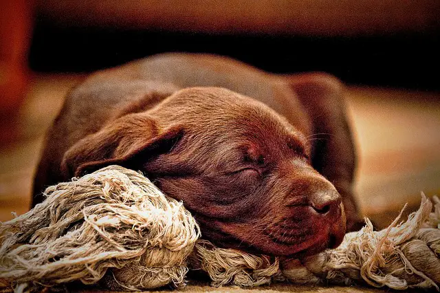 animals 2385161 640 1 كم ساعة ينام الكلب - معلومات عن نوم الكلاب 2 كم ساعة ينام الكلب - معلومات عن نوم الكلاب