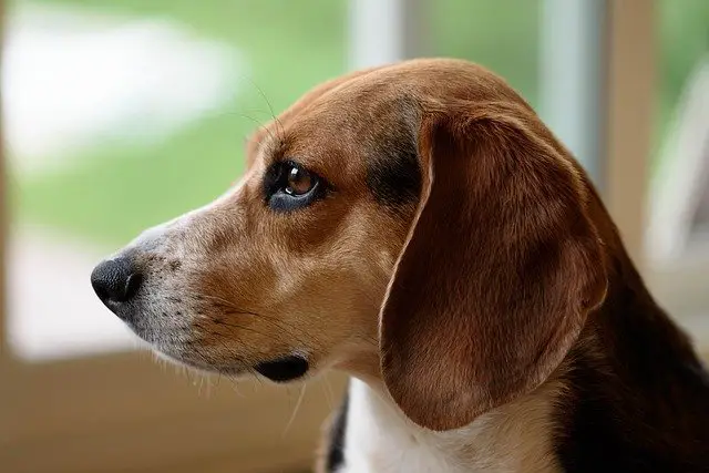 beagle 959624 640 2 كيف يبكى الكلب - سر دموع الكلاب! 3 كيف يبكى الكلب - سر دموع الكلاب!