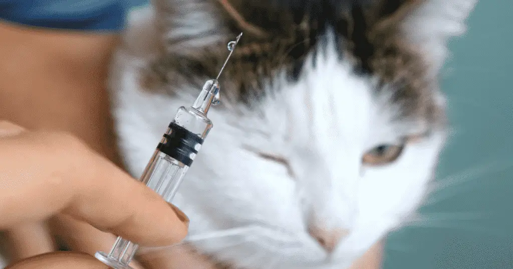blog.whiskers.shop 2020 11 23T020048.633 ما هي أضرار عدم تطعيم القطط - 5 أمراض 2 ما هي أضرار عدم تطعيم القطط - 5 أمراض