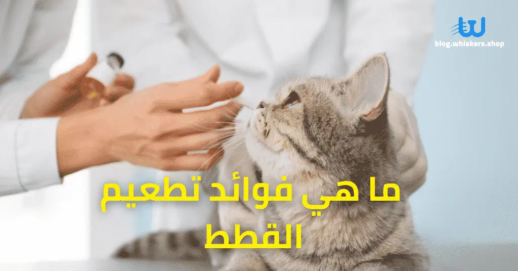 ما هي فوائد تطعيم القطط
