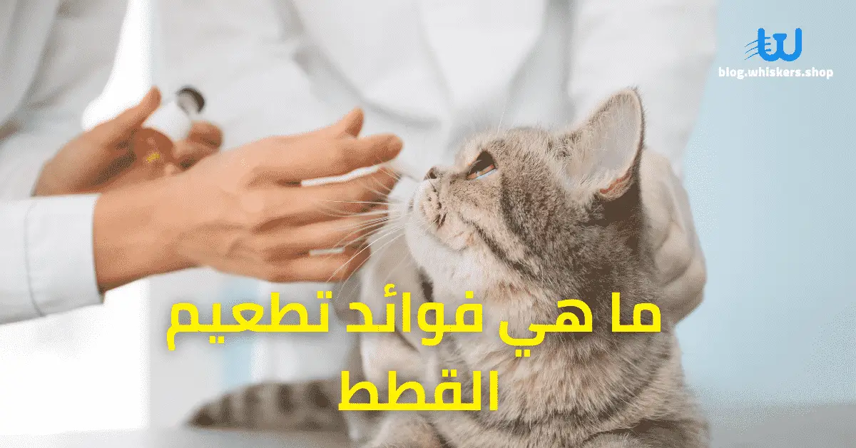 ما هي فوائد تطعيم القطط