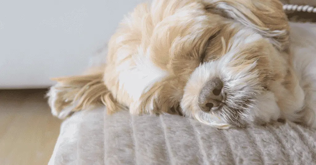blog.whiskers.shop 2020 11 26T172736.041 أسباب نوم الكلاب كثيرًا - 5 حالات سلبية 1 أسباب نوم الكلاب كثيرًا - 5 حالات سلبية