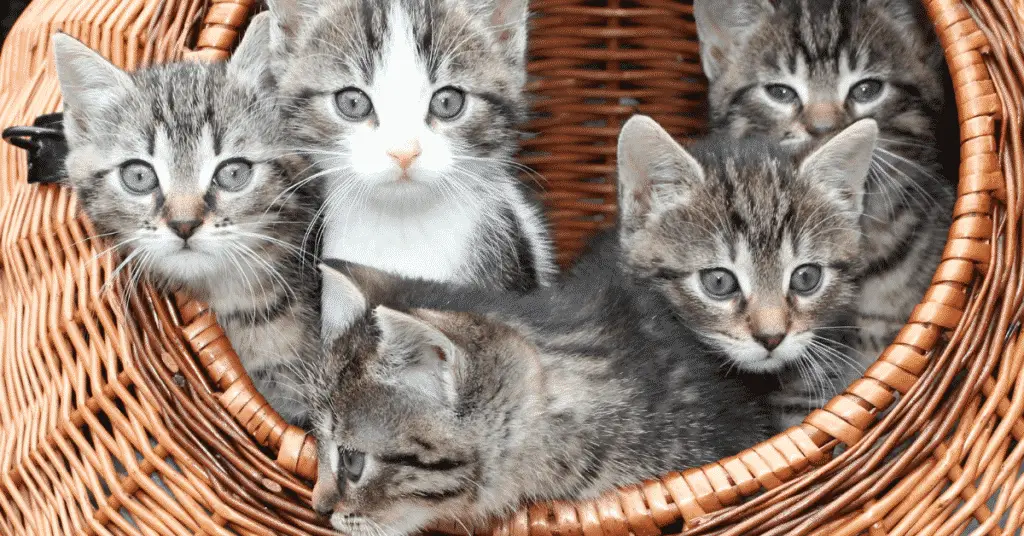 blog.whiskers.shop 45 الولادة المبكرة عند القطط - 5 أسباب للولادة المبكرة 1 الولادة المبكرة عند القطط - 5 أسباب للولادة المبكرة