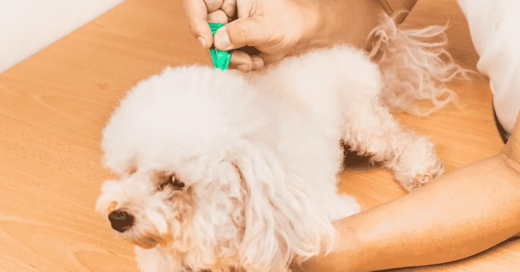 blog.whiskers.shop 72 1 كيفية علاج القمل في الكلاب- 5 اجراءات وأكثر! 2 كيفية علاج القمل في الكلاب- 5 اجراءات وأكثر!