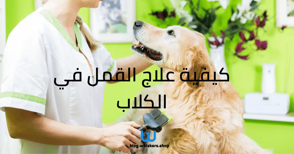 كيفية علاج القمل في الكلاب