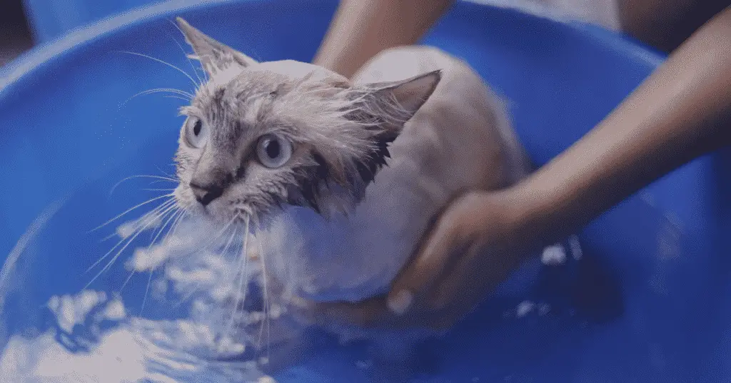 blog.whiskers.shop 92 لماذا تخاف القطط من الماء - 5 أسباب 2 لماذا تخاف القطط من الماء - 5 أسباب