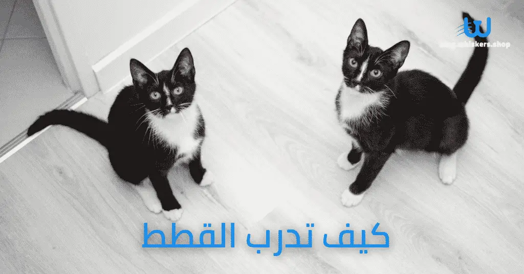 blog.whiskers.shop 95 1 كيف تدرب القطط في 5 خطوات 1 كيف تدرب القطط في 5 خطوات