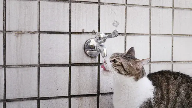 cat mia 703410 640 المياه للحيوانات الأليفة: هل مياه الصنبور آمنة للحيوانات الأليفة؟ 1 المياه للحيوانات الأليفة: هل مياه الصنبور آمنة للحيوانات الأليفة؟