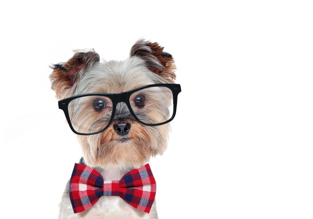 closeup portrait dog wearing glasses bow tie ما هو أقصى عمر للكلاب، إليك 10 سلالات من الكلاب الأطول عمرًا: 1 ما هو أقصى عمر للكلاب، إليك 10 سلالات من الكلاب الأطول عمرًا: