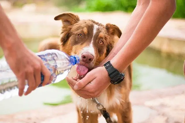 dog 2982426 640 المياه للحيوانات الأليفة: هل مياه الصنبور آمنة للحيوانات الأليفة؟ 2 المياه للحيوانات الأليفة: هل مياه الصنبور آمنة للحيوانات الأليفة؟