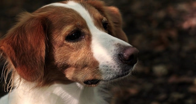 dog 3739225 640 أسباب انتفاخ البطن عند الكلاب - الأعراض وافضل طرق العلاج 3 أسباب انتفاخ البطن عند الكلاب - الأعراض وافضل طرق العلاج