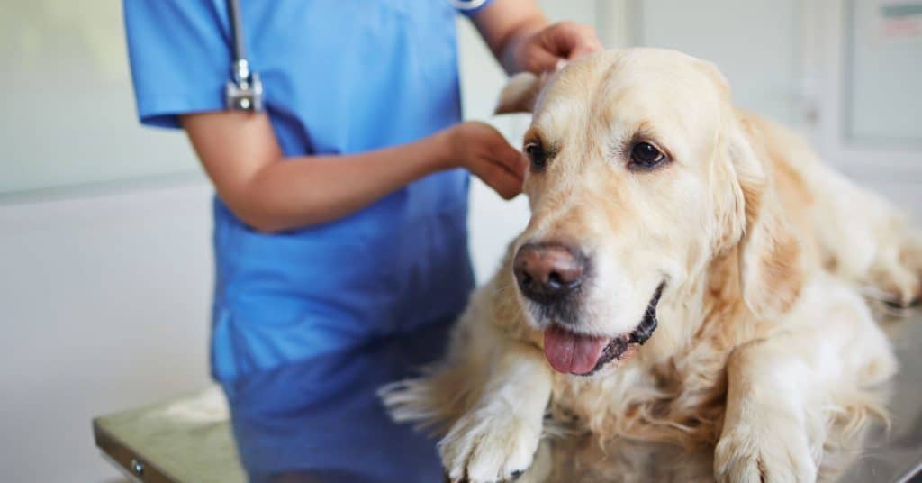 dog fungal infection1 تعرف الآن على كيفية علاج الفطريات عند الكلاب 1 تعرف الآن على كيفية علاج الفطريات عند الكلاب