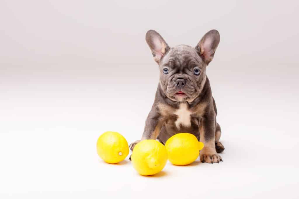 فوائد الليمون للكلاب، لليمون خمس فوائد على الكلاب
