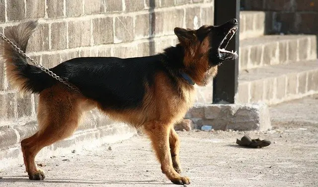 german shepherd 166972 640 كيفية تدريب الكلاب علي الحراسة - طريقة تعليم الكلب الهجوم والحراسة 1 كيفية تدريب الكلاب علي الحراسة - طريقة تعليم الكلب الهجوم والحراسة