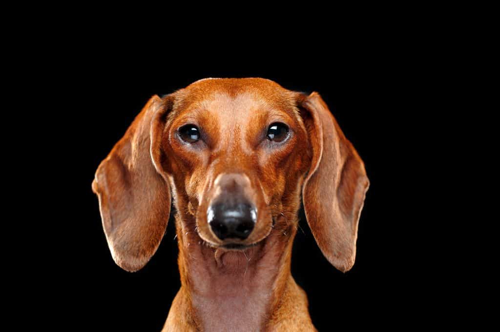 ما هو أقصى عمر للكلاب؟ كلاب dachshund تعيش حتى 15 عام 