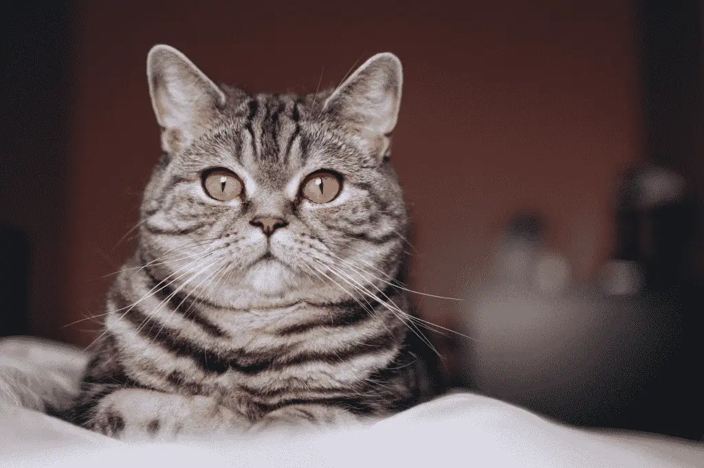 قط مصاب باتساع في حدقة العينين بسبب السعار عند القطط 
