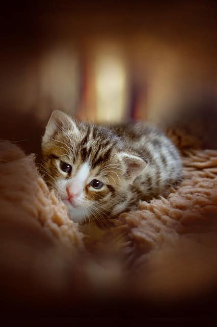 kitten 3735601 640 القطط الصغيرة بعد الولادة - متى تفتح عيون القطط؟ 3 القطط الصغيرة بعد الولادة - متى تفتح عيون القطط؟