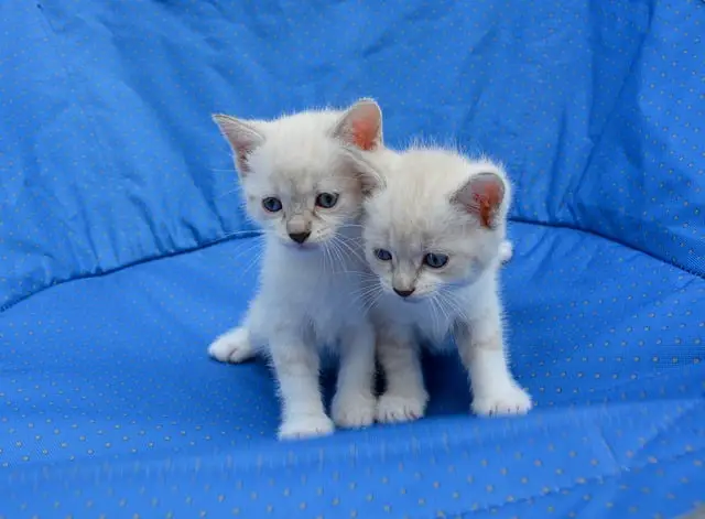 kittens 2724669 640 2 كيفية تربية القطط الصغيرة حديثة الولادة في 4 خطوات بسيطة 1 كيفية تربية القطط الصغيرة حديثة الولادة في 4 خطوات بسيطة
