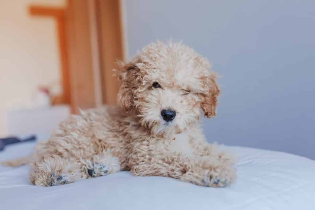 ما هو أقصى عمر للكلاب؟ كلاب  toy poodle تعيش حتى18 سنة