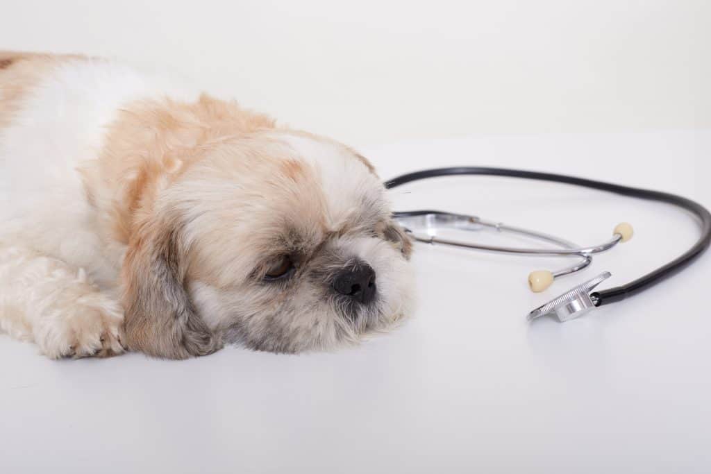 ما هي اعراض الاصابة بالديدان عند الكلاب