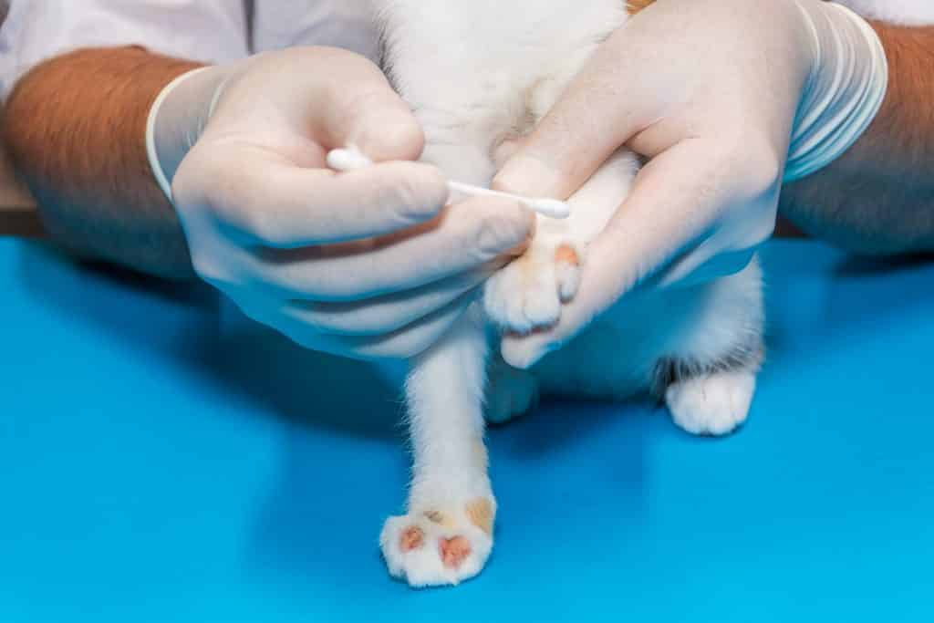 كيفية علاج النزيف عند القطط