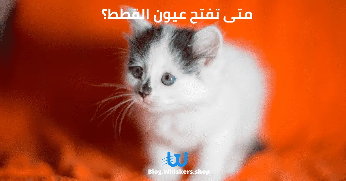 القطط الصغيرة بعد الولادة - متى تفتح عيون القطط؟