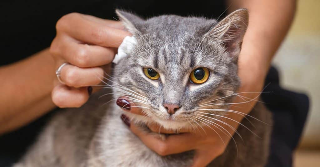 علاج براغيث القطط الخل لطرد القطط: كيفية علاج براغيث القطط بالخل 3 الخل لطرد القطط: كيفية علاج براغيث القطط بالخل