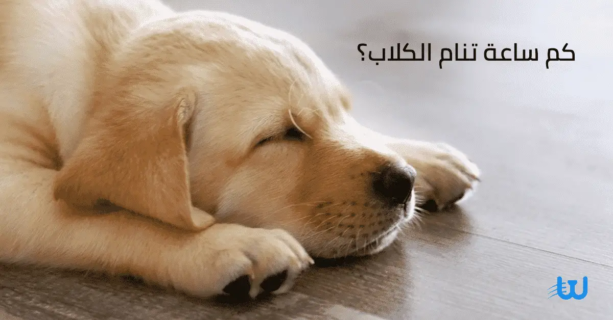 كم ساعة تنام الكلاب؟ ما بين 18 و20 ساعة في اليوم يمكن أن ينام الجرو.