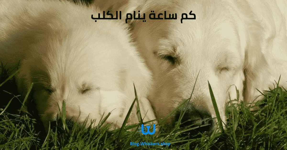 كم ساعة ينام الكلب - معلومات عن نوم الكلاب