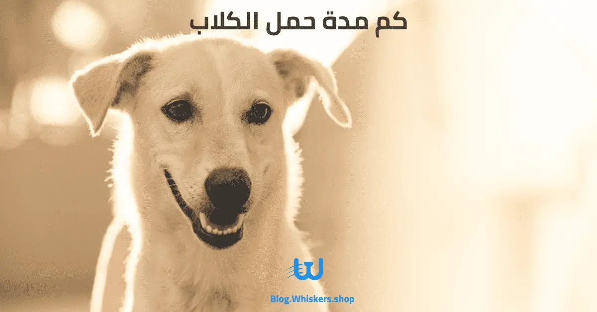 كم مدة حمل الكلاب - كواليس ولادة الكلاب
