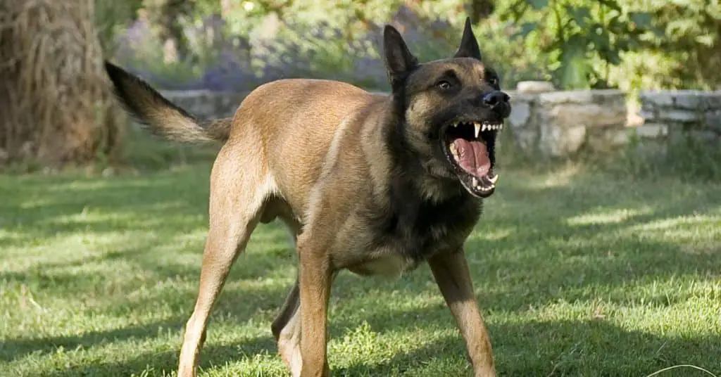 كيف تتخلص من السلوك العدواني لكلبك2 كيف تتخلص من السلوك العدواني لكلبك - اكتشف 9 أنواع للسلوك العدواني 1 كيف تتخلص من السلوك العدواني لكلبك - اكتشف 9 أنواع للسلوك العدواني