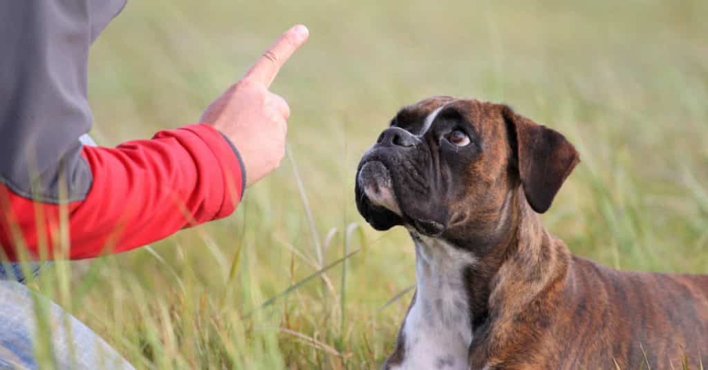 كيف تدرب كلبك على الطاعة كيف تدرب كلبك على الطاعة؟ 4 أوامر أساسية 4 كيف تدرب كلبك على الطاعة؟ 4 أوامر أساسية