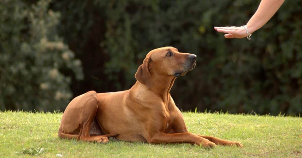 كيف تدرب كلبك على الطاعة1 كيف تدرب كلبك على الطاعة؟ 4 أوامر أساسية 1 كيف تدرب كلبك على الطاعة؟ 4 أوامر أساسية