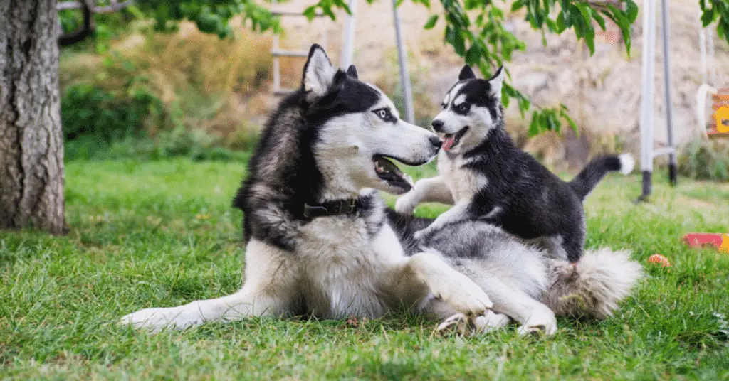 كيفية تدريب الكلاب على الهجوم بالأمر 3 كيفية تدريب كلاب الهاسكي على الطاعة - 5 أساسيات 2 كيفية تدريب كلاب الهاسكي على الطاعة - 5 أساسيات