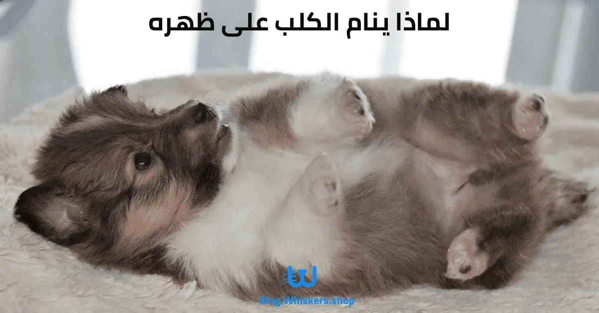 لماذا ينام الكلب على ظهره - ماذا تعرف عن نوم الكلاب