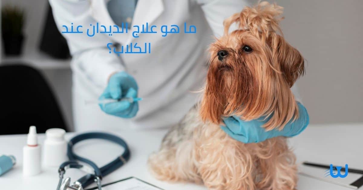 علاج الديدان عند الكلاب: اعطاء الكلب الأدوية المضادة للديدان بانتظام وأن يأخذ جميع جرعاته في مواعيدها خصوصا اذا كان لديك أطفا