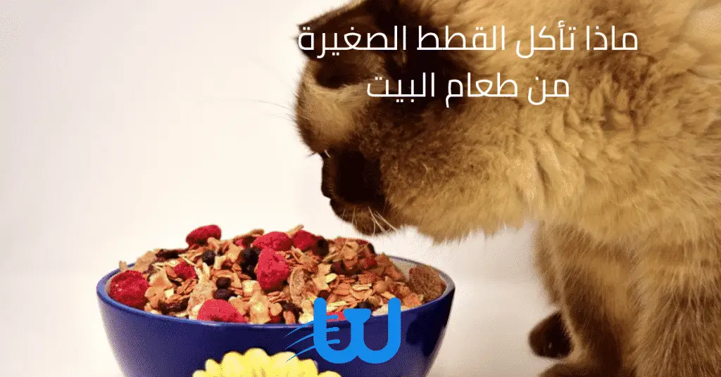 ماذا تأكل القطط الصغيرة من طعام البيت