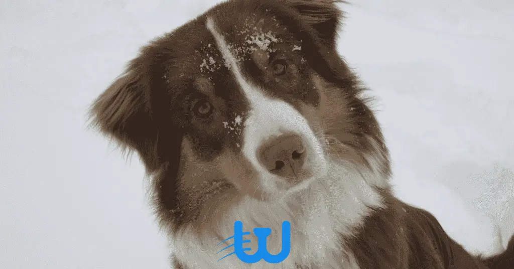 1 4 1 كيفية علاج البرد عند الكلاب الصغيرة وما هي أعراضه الشائعة 2 كيفية علاج البرد عند الكلاب الصغيرة وما هي أعراضه الشائعة