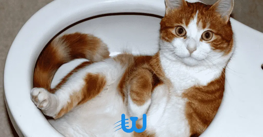6548 3 1 تدريب القطط على استخدام المرحاض البشري في 7 خطوات 1 تدريب القطط على استخدام المرحاض البشري في 7 خطوات